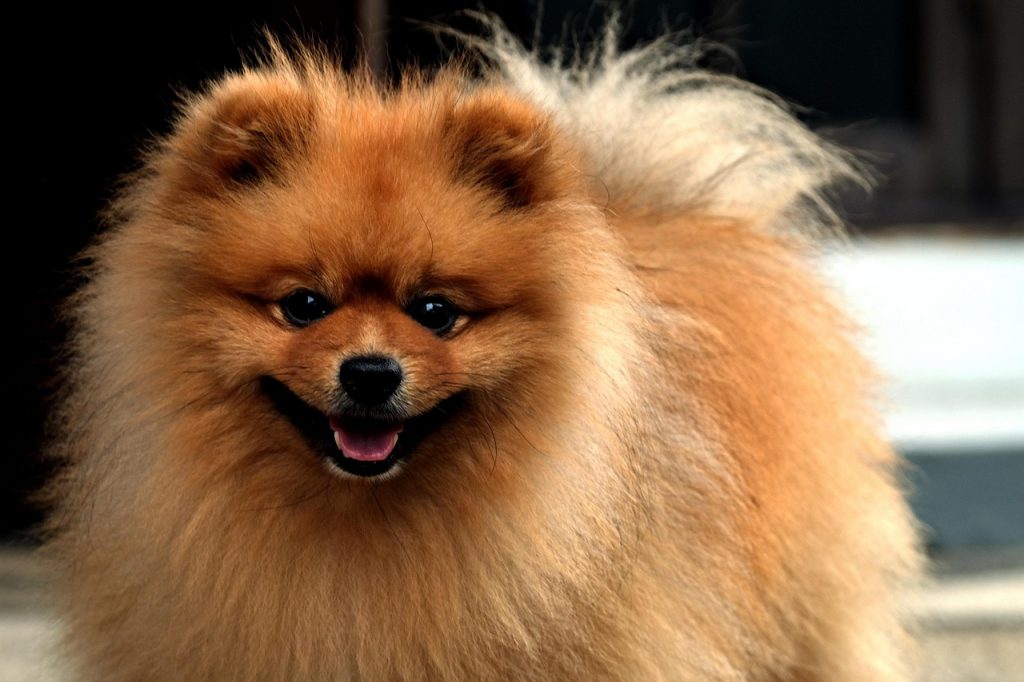 Pomerania