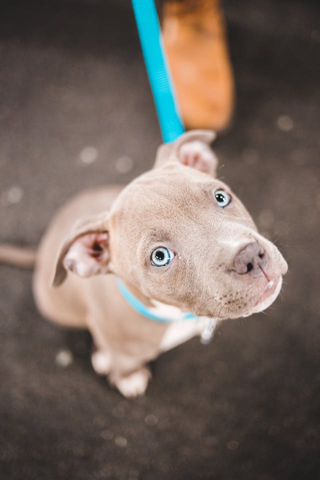 Pitbull azul