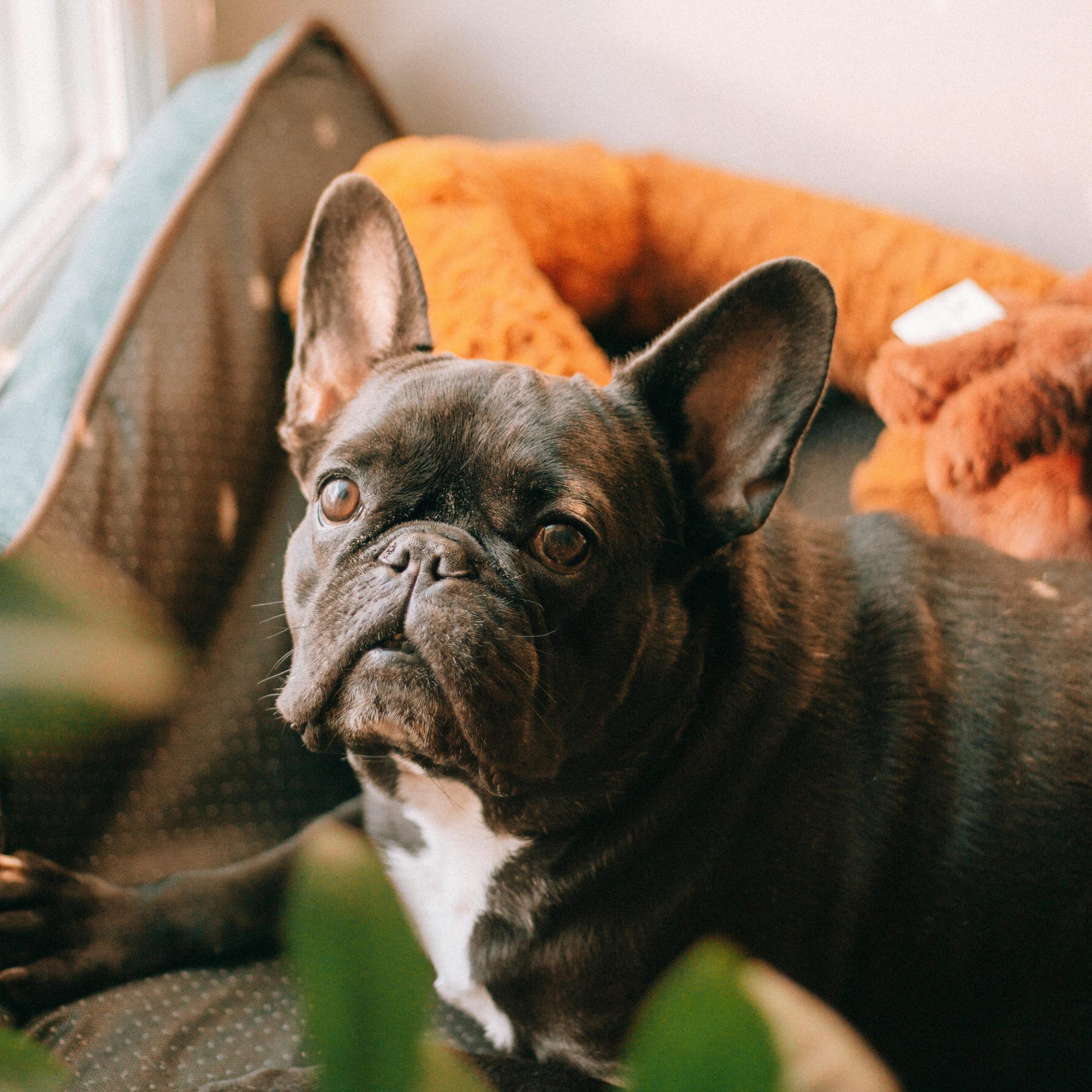 Bulldog frances1