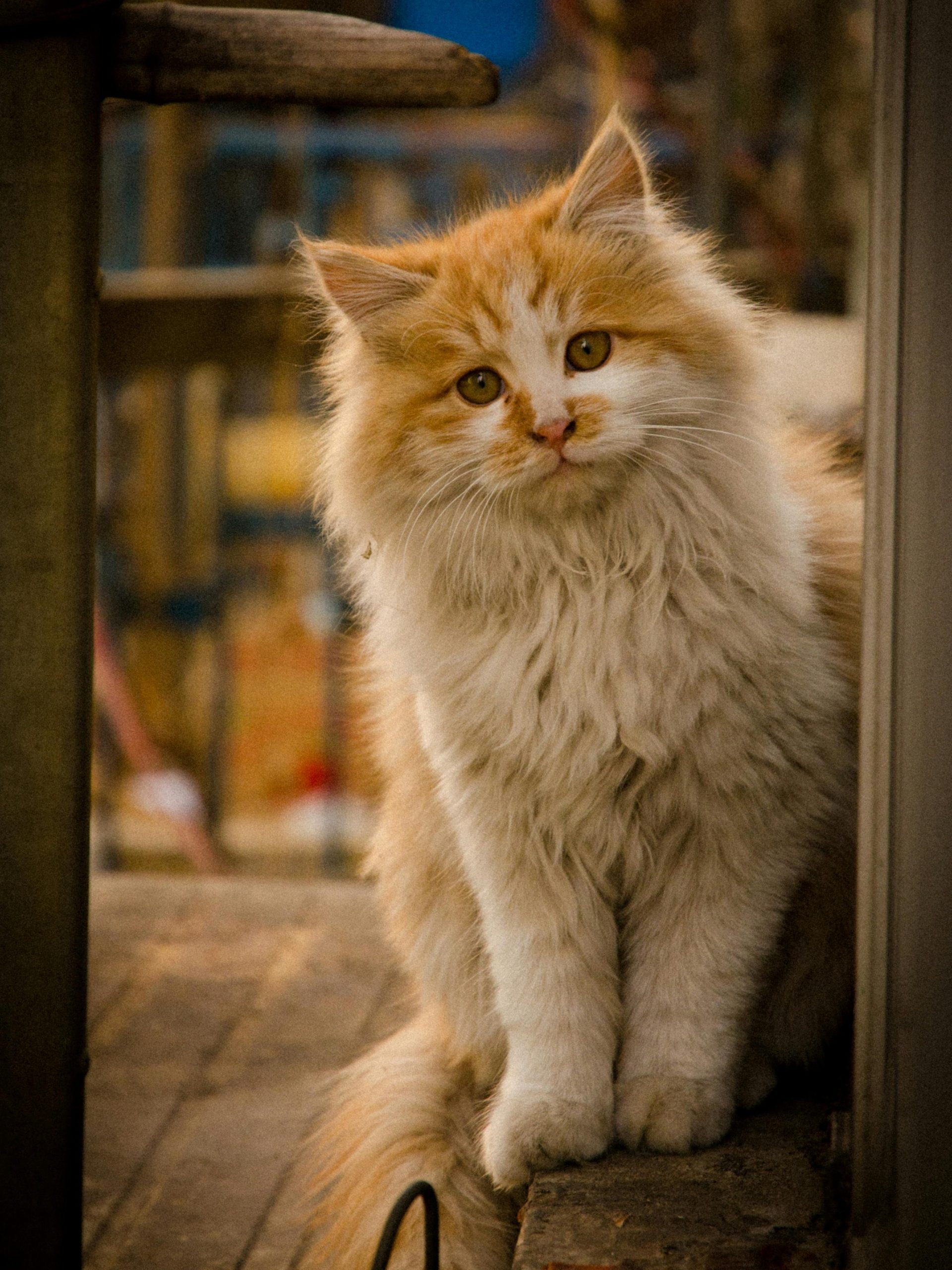 Gato Persa Persian Cat