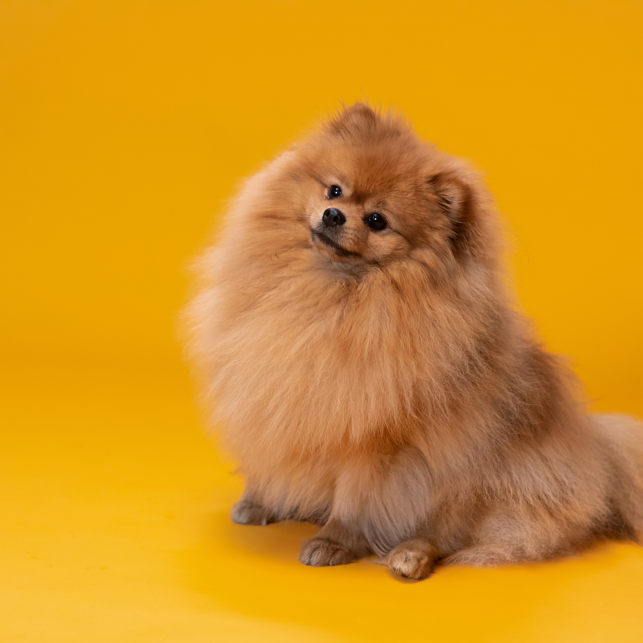 Pomerania