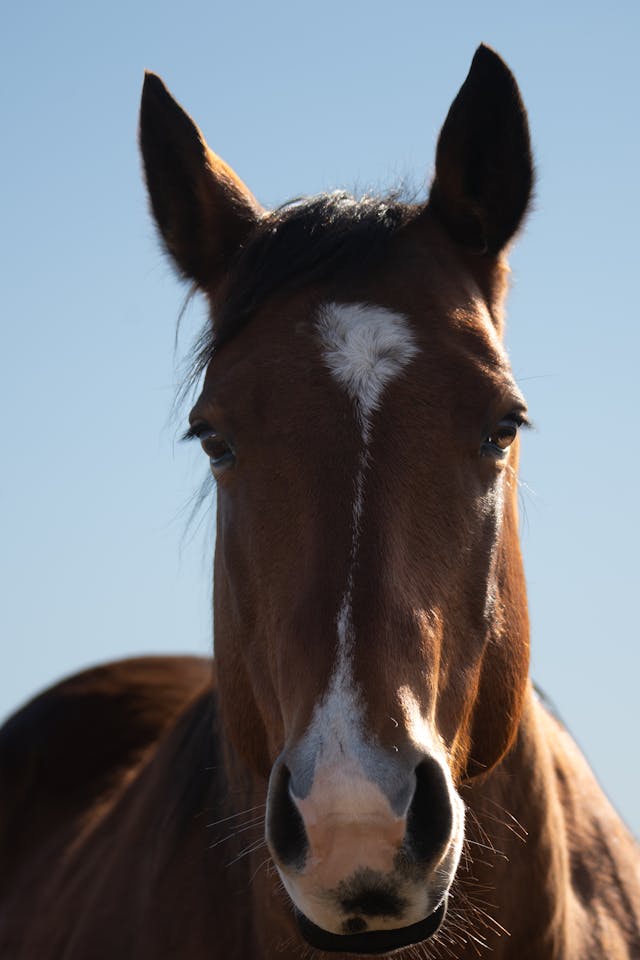 Suplementos para caballos